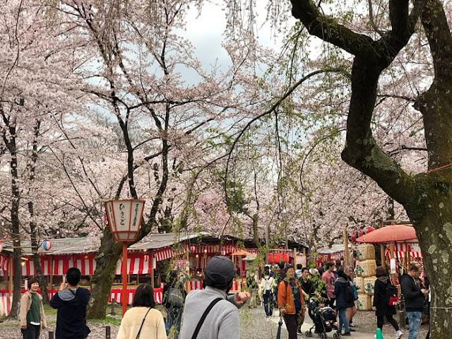 平野神社の花見