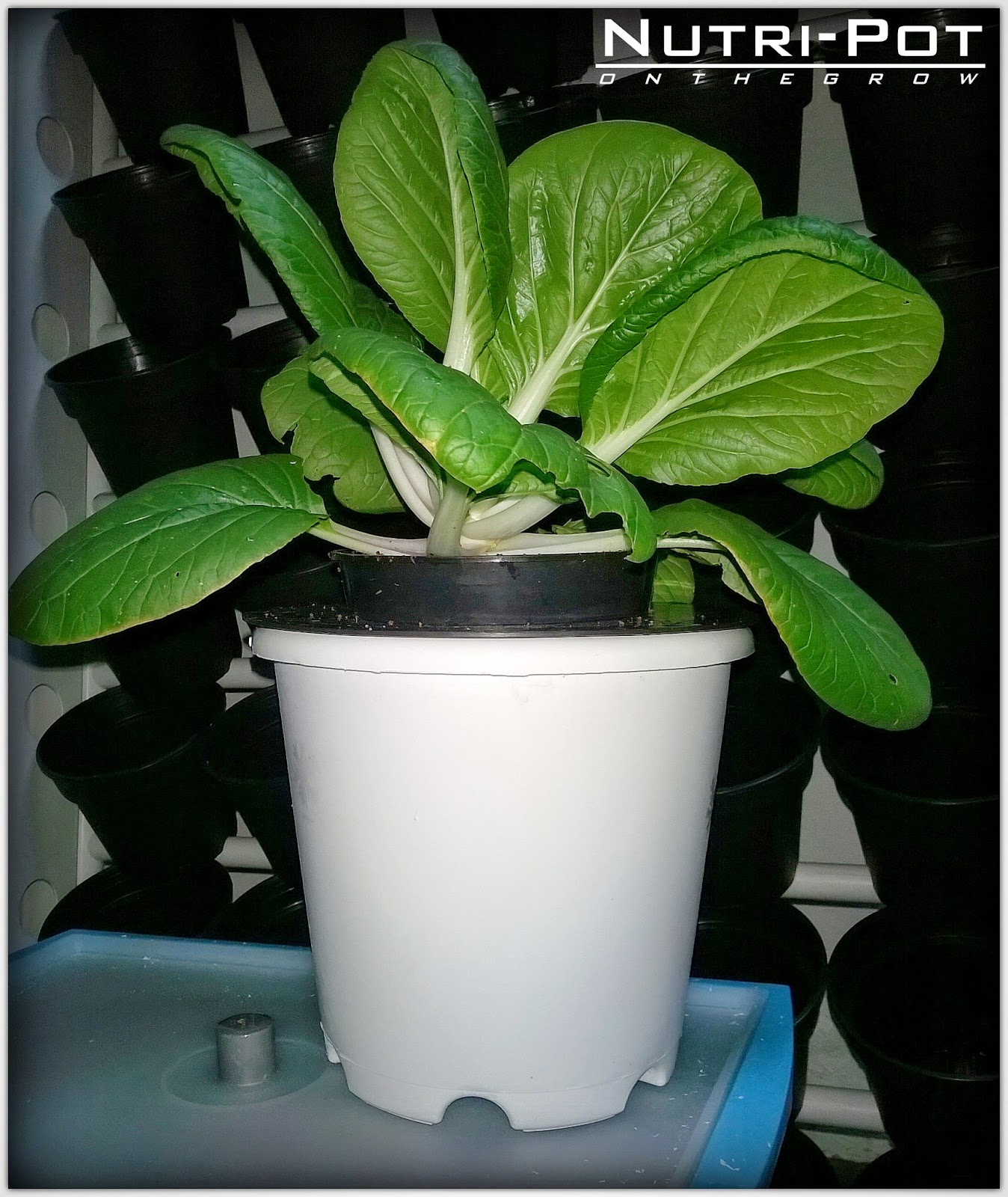 Hidroponik Bangi: Nutripot