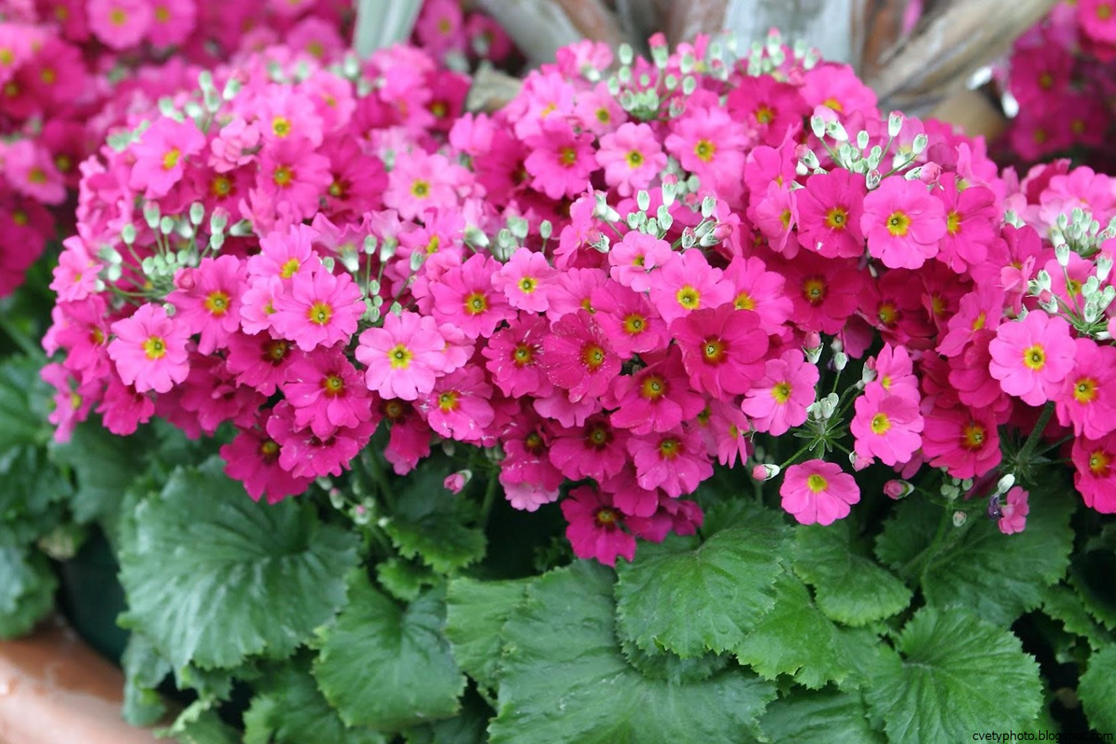 примула обконика синяя. примула обратноконическая. примула цветок комнатный. примула акаулис микс. примула уход.