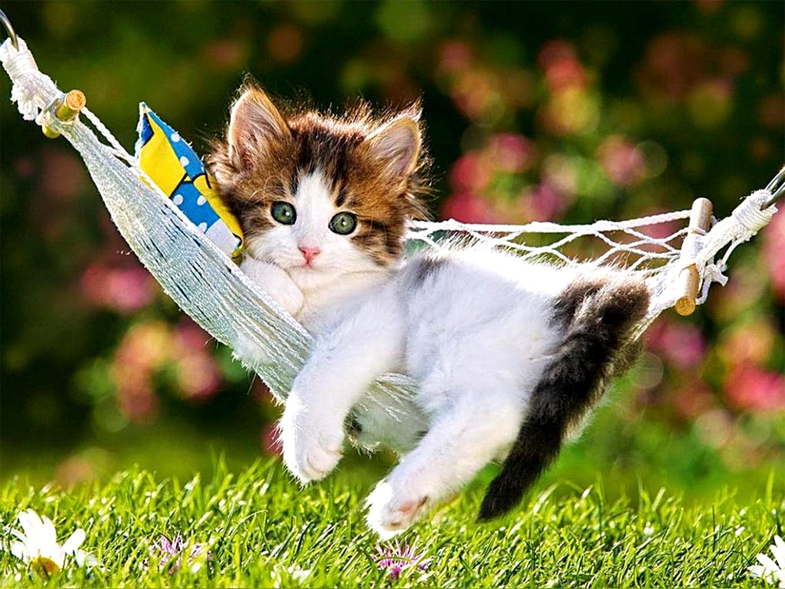 Best 10 Cute Cat Wallpapers in The World ~ HD | Wonderful Background