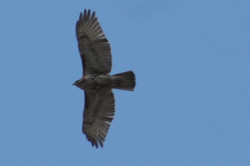 Red-Tailed Hawk Red-Tailed Hawk