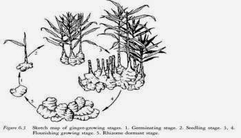 Gambar Jual Bibit Jahe Merah Gajah Berkualitas Unggul