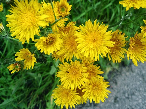 Crepis (Crepis vesicaria) flor amarilla