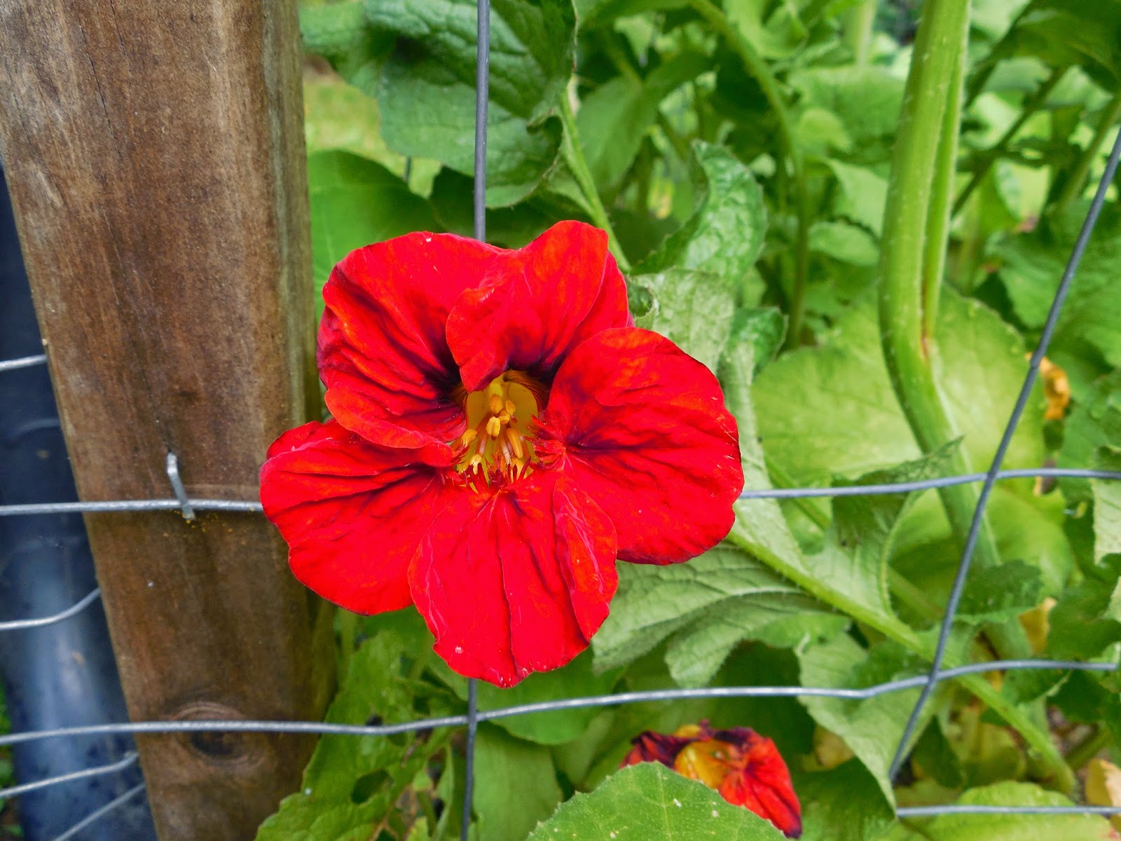 Настурция красота индии