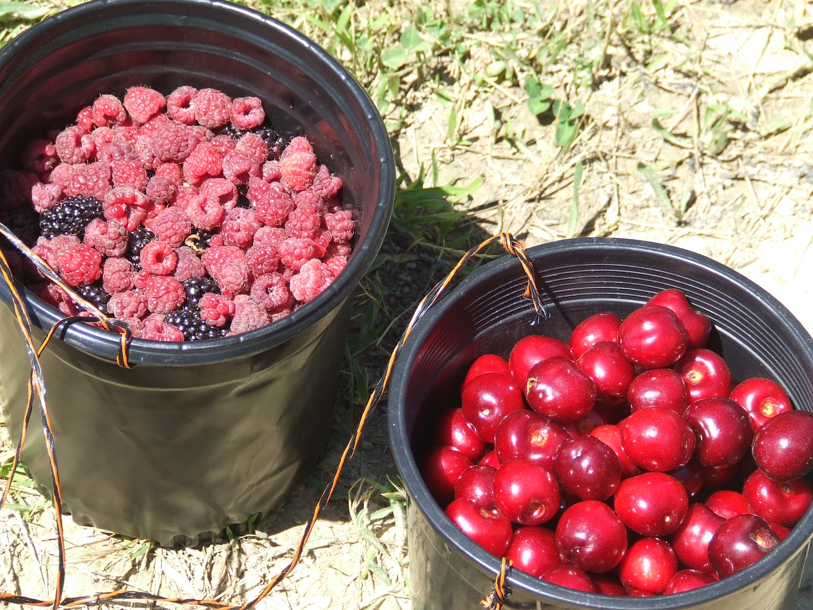 Teacups in the Garden A Trip to the Cherry Farm