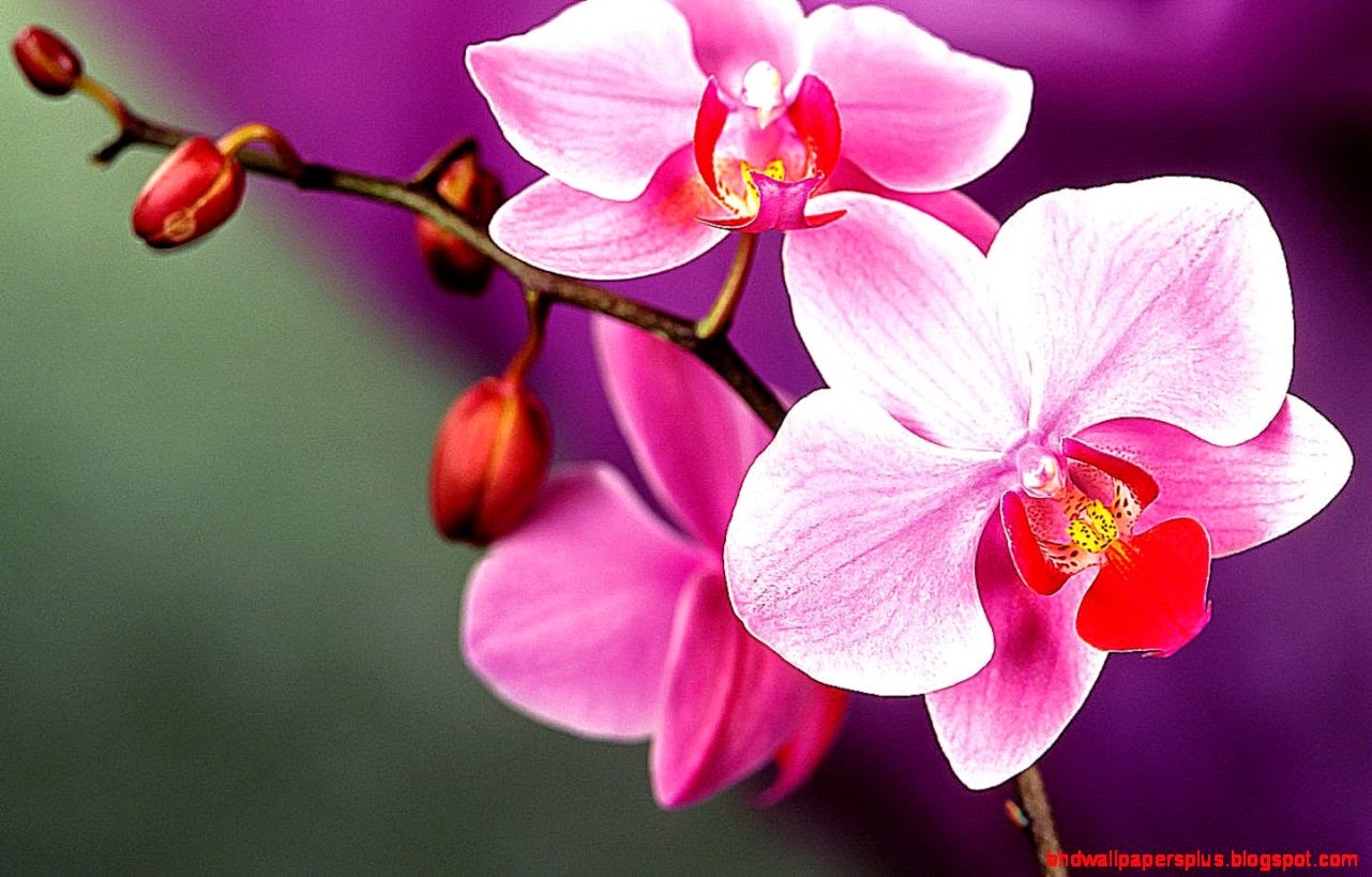 Orchid Pictures