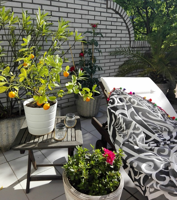 Todo lo que debes saber sobre los rosales