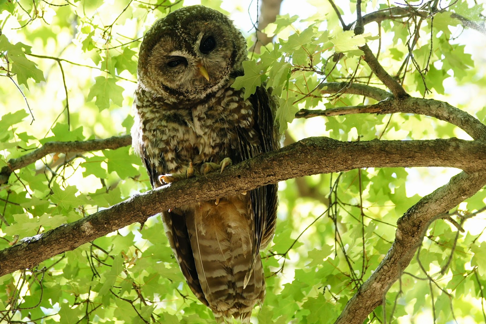 Алмазная мозаика сова. Тату сова с часами. Owls time. Owls time. Owls time.