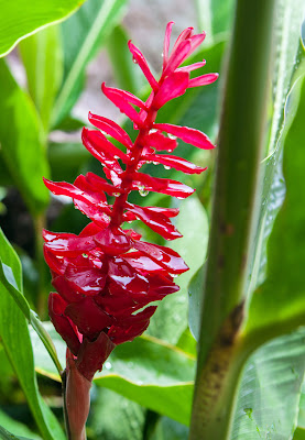 Rote Blüte auf den Seychellen