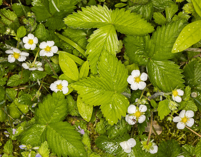 Wild Strawberry, Fragaria vesca. Hutchinson's Bank, 24 May 2016. Wild Strawberry, Fragaria vesca. Hutchinson's Bank, 24 May 2016.