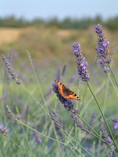 Butterfly and lavender