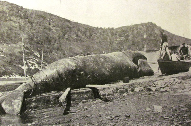 Resultado de imagen para caza de ballenas en el brasil colonial