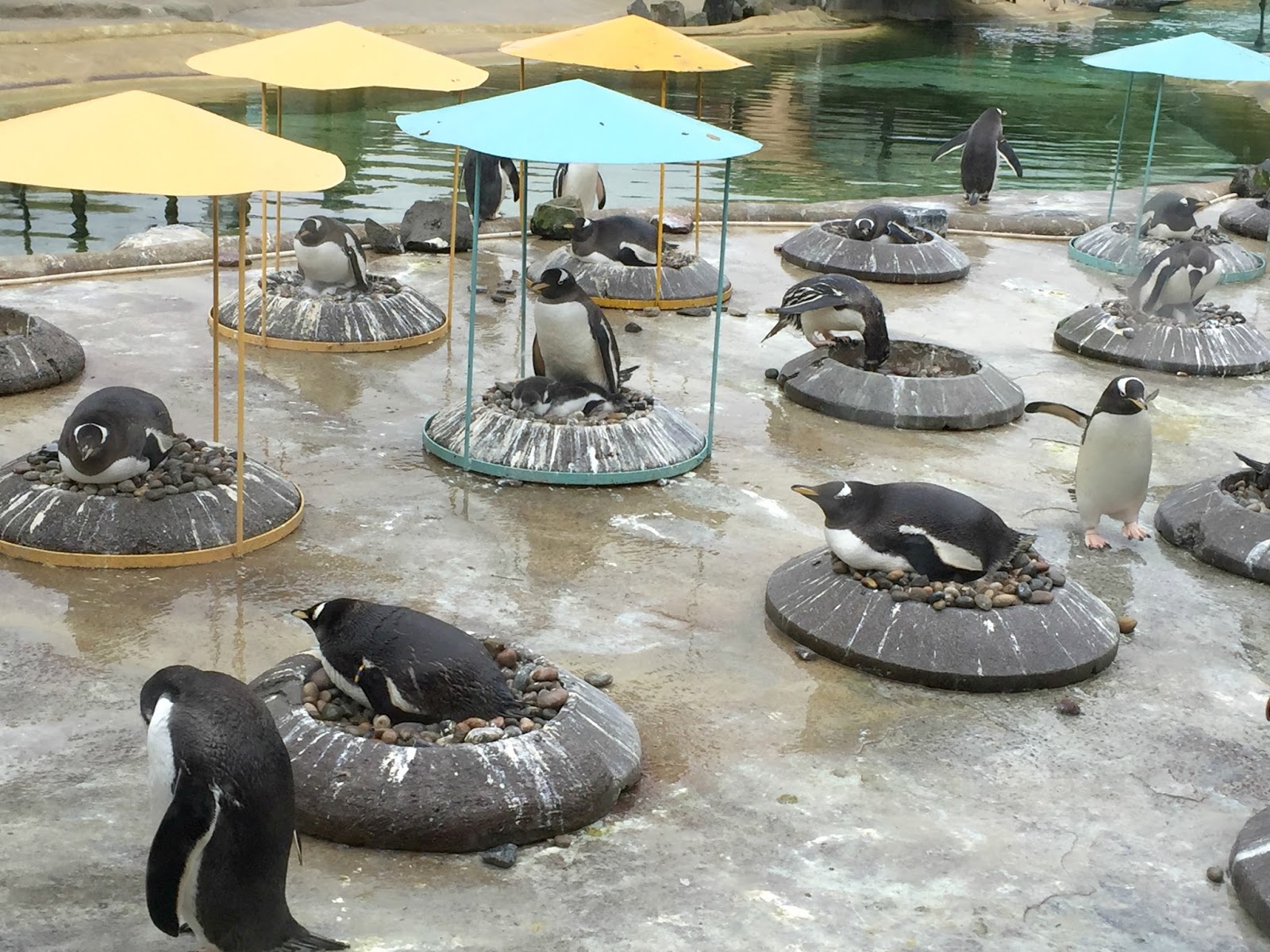 Edinburgh Zoo Newcastle Family Life