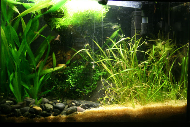 Pico 8 lt Planted Aquarium original