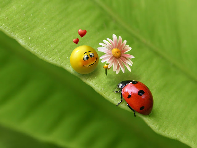 ladybug love, flower