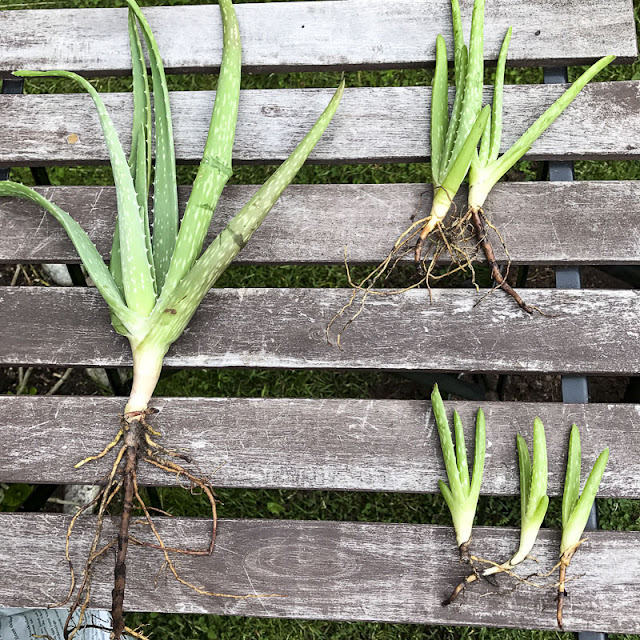 aloe vera aloevera