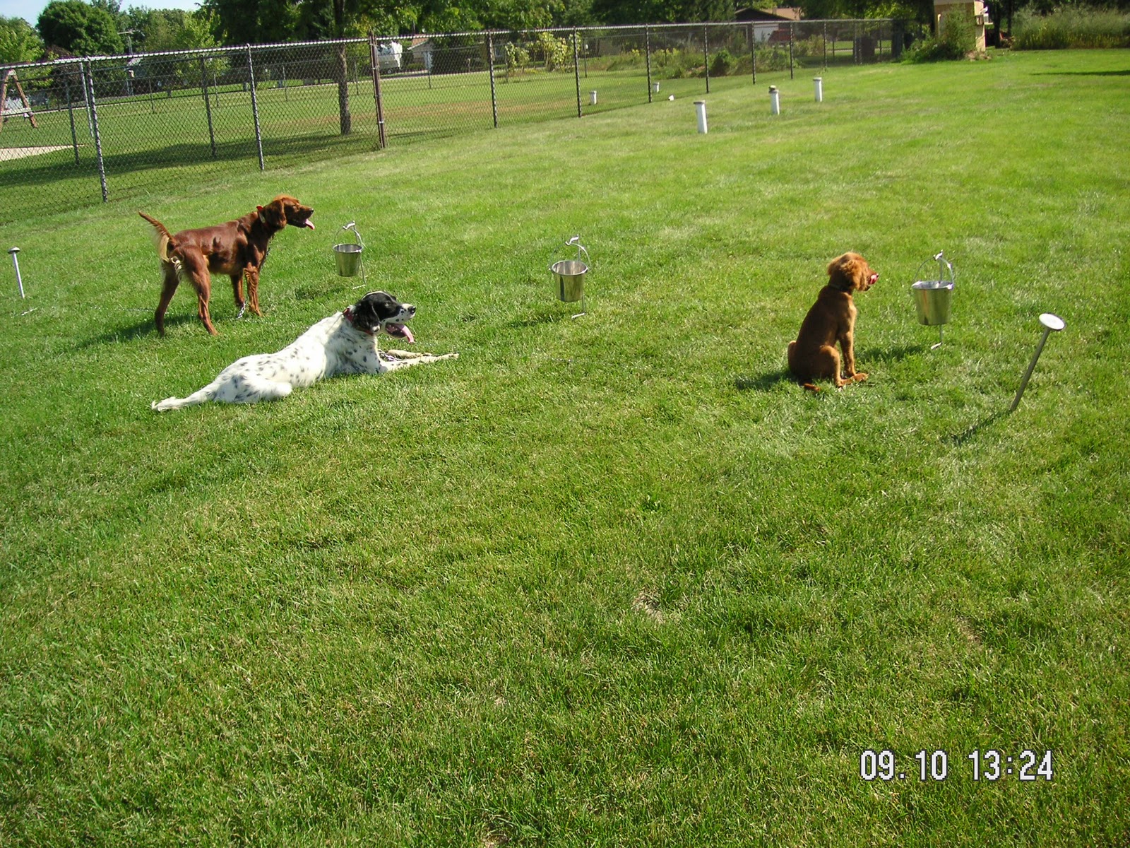 Dog and horse stakeouts STAINLESS STEEL DOG & HORSE STAKEOUTS