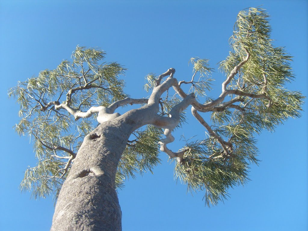 Дерево пала. Пало Санто дерево. Bursera graveolens дерево. Паоло Санто дерево. Palo Santo дерево.