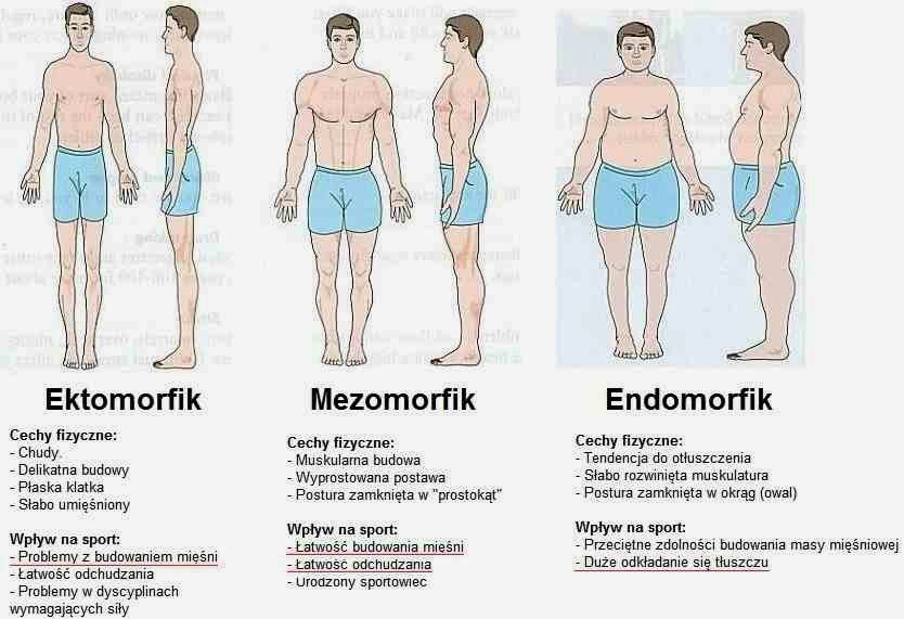 endomorfik a ektomorfik