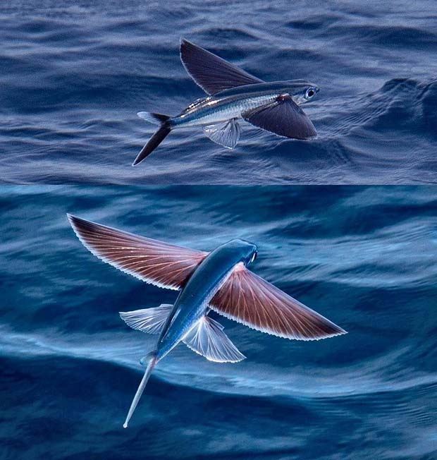 Exocoetidae (Flying Fish) - 28 Awe Inspiring Photos That Prove Just How Cool Mother Nature Is