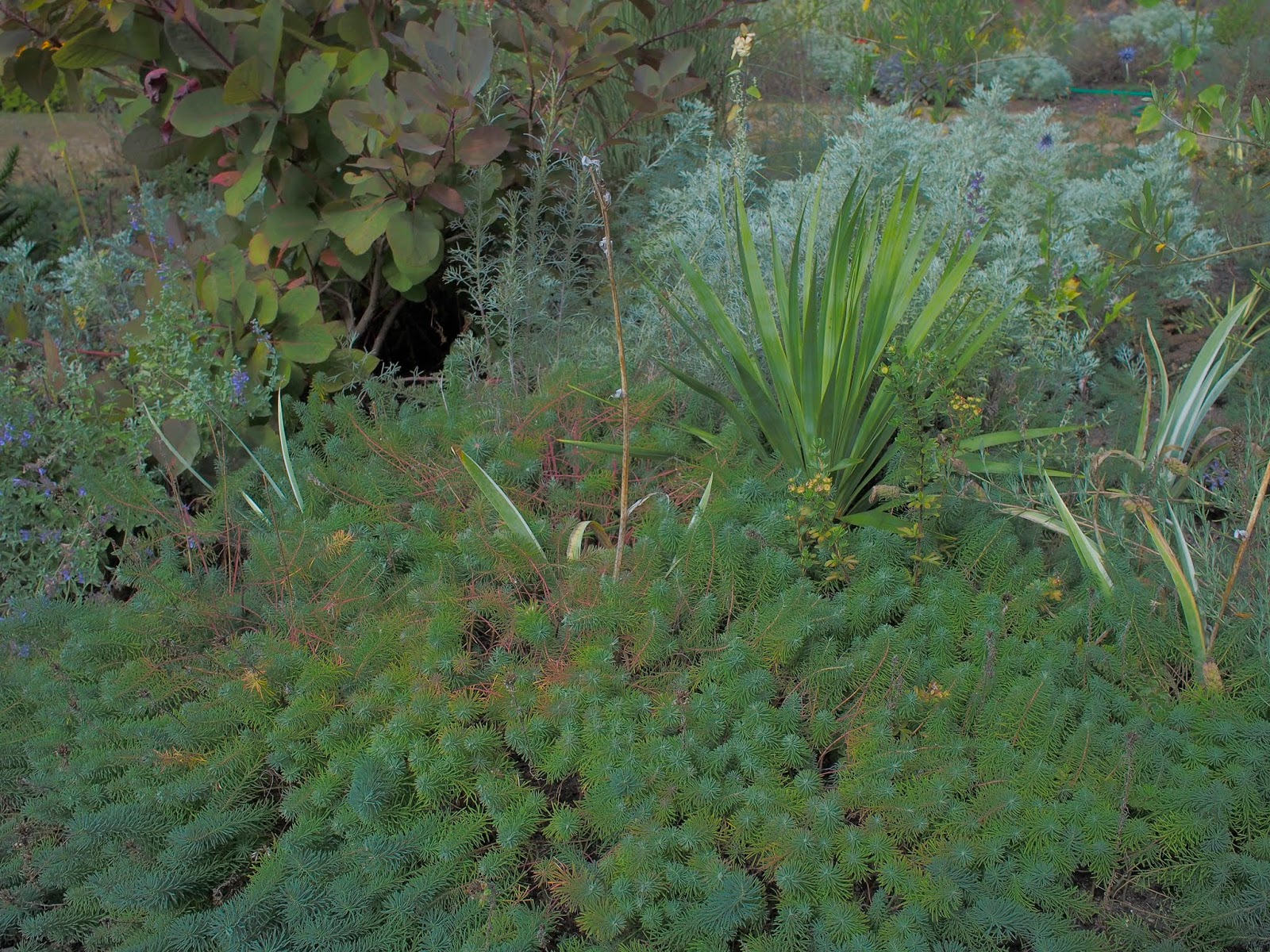 33 Best Monrovia Spring Wish List Images Monrovia Plants Plant