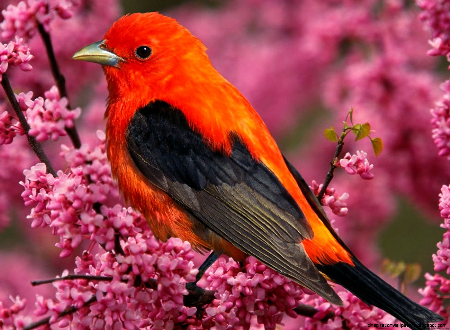 Bright Tropical Bird