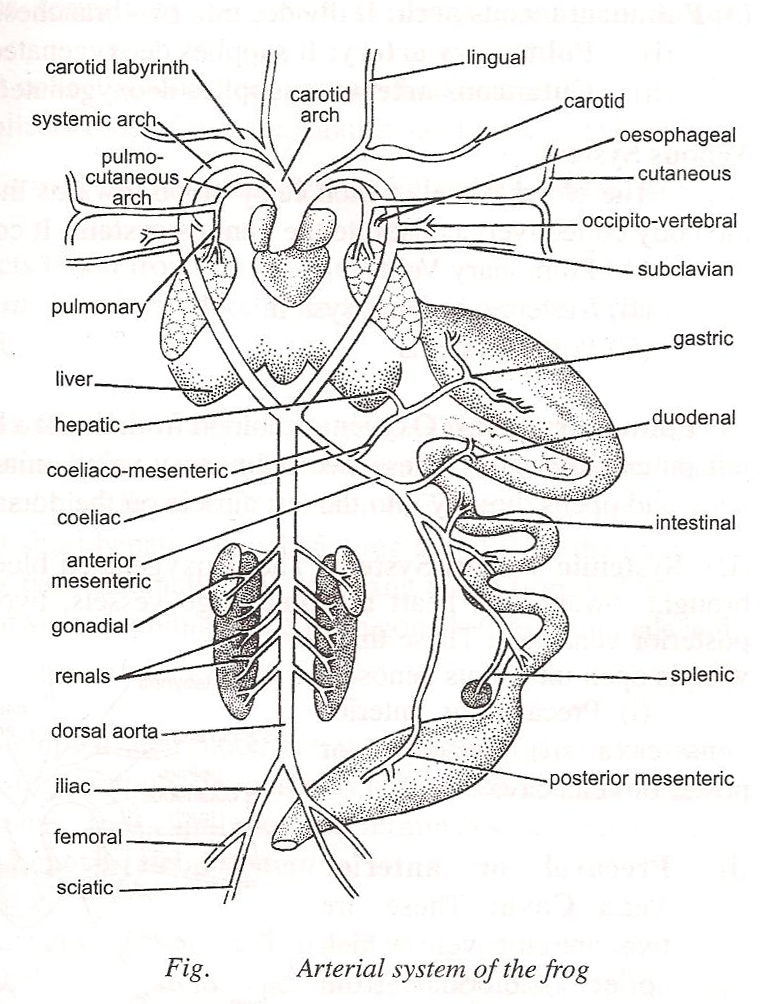 Zoology for higher secondary level: Frog: Arterial System