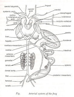 Zoology for higher secondary level: Frog: Arterial System