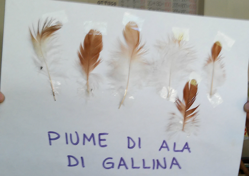 PENNE e PIUME Sud.est PARRI PENNE e PIUME Sud.est PARRI