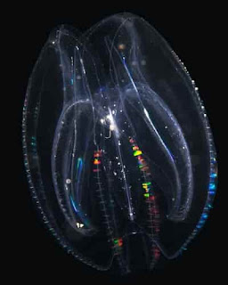 Прозрачные животные, представители морских глубин