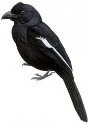 Malay Black Magpie