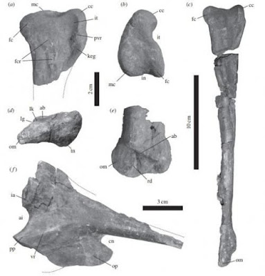 Tachiraptor bones