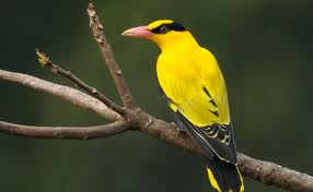 burung kepodang burung kepodang