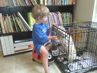 Kids Preferred Ride 'n' Roll Ladybug Kids Preferred Ride 'n' Roll Ladybug