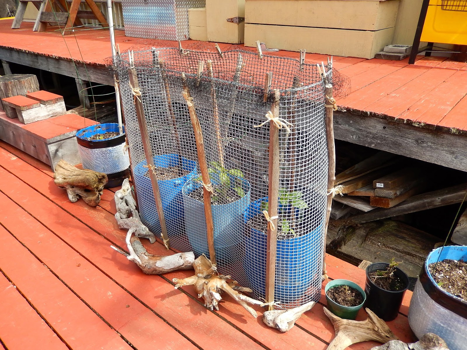 Powell River Books Blog Plant Protective Cages