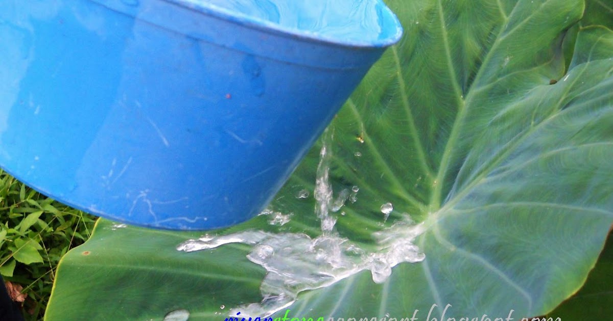 Mencurah air ke daun keladi