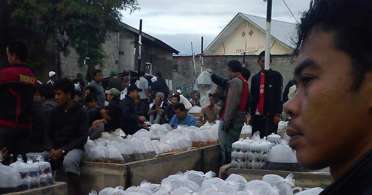 Pasar Ikan Hias Parung, Pesona dalam Kesederhanaan