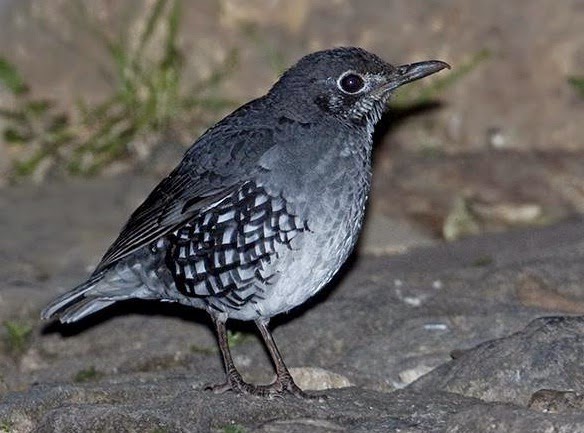 Harga Terbaru Burung Lovebird Dan Anis Ketika Ini Jelang Tahun