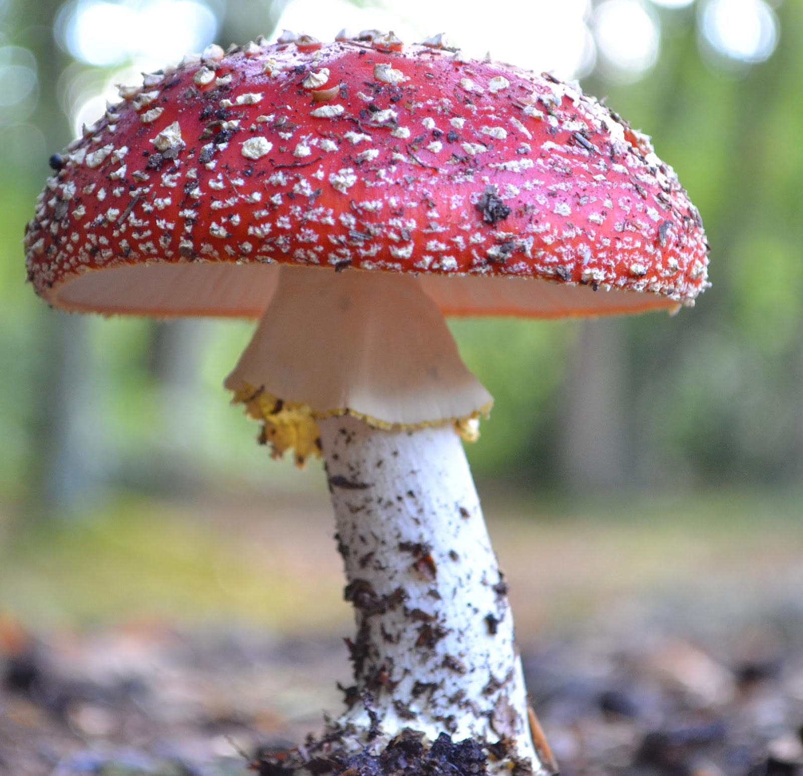 Verhalen en columns Op een grote paddestoel, rood met witte stippen Verhalen en columns Op een grote paddestoel, rood met witte stippen