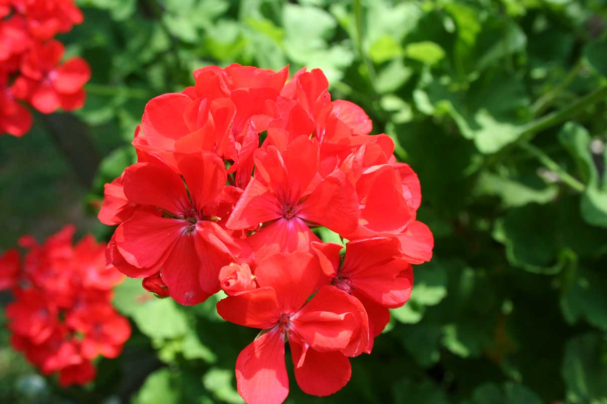 Everyday Finesse Geraniums Thriving in the heat