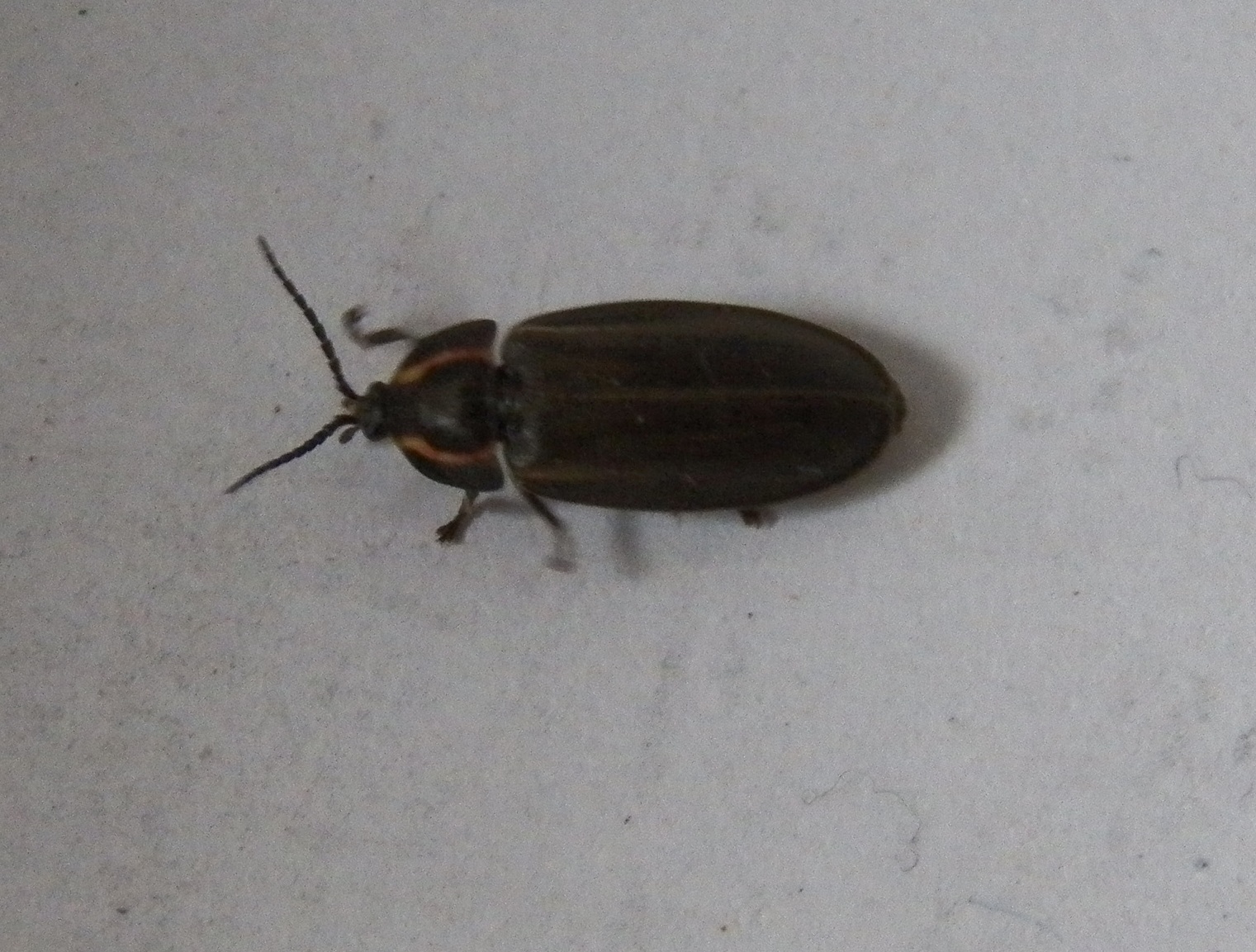 What Lives in my Yard? A firefly that doesn't light up, Ellychnia corrusca