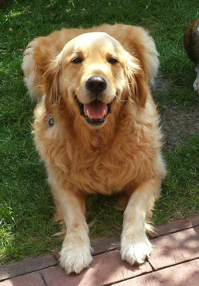  Golden retriever puppy So Happy     