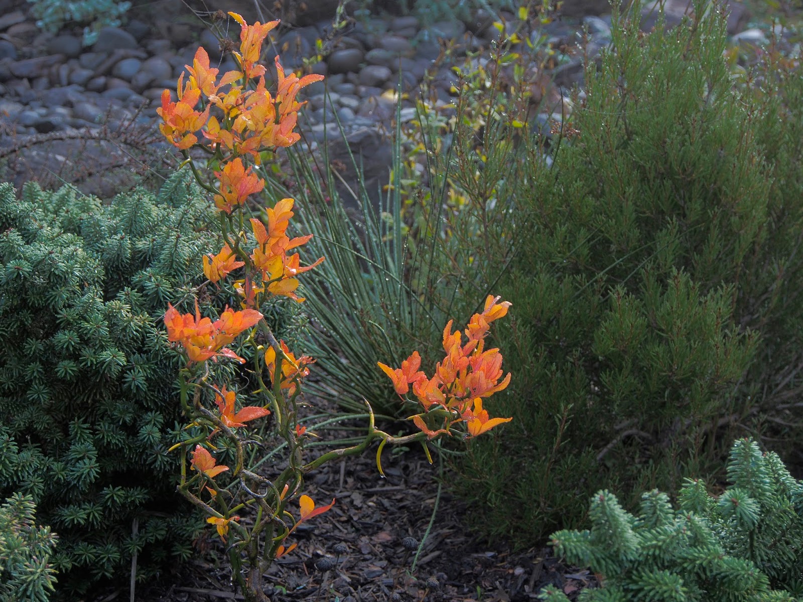 Photo 66473 Citrus trifoliata 