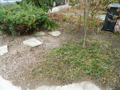 Parkdale front garden spring cleanup after by Paul Jung Gardening Services Toronto Parkdale front garden spring cleanup after by Paul Jung Gardening Services Toronto