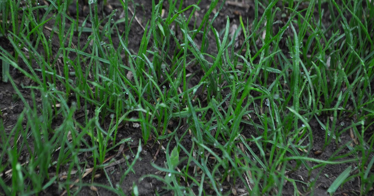 Rhizome grass seed