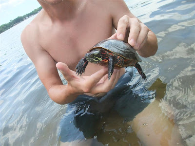 how to catch a turtle, painted turtle, swimming in the lake