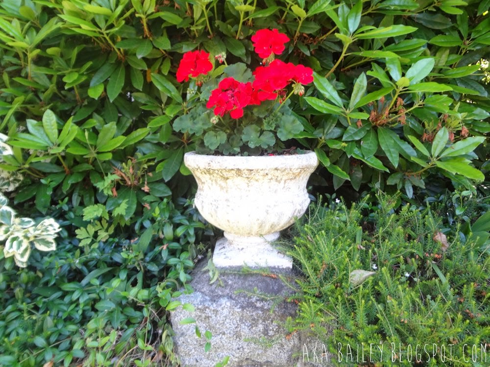 Potted red roses against a wall of greenery