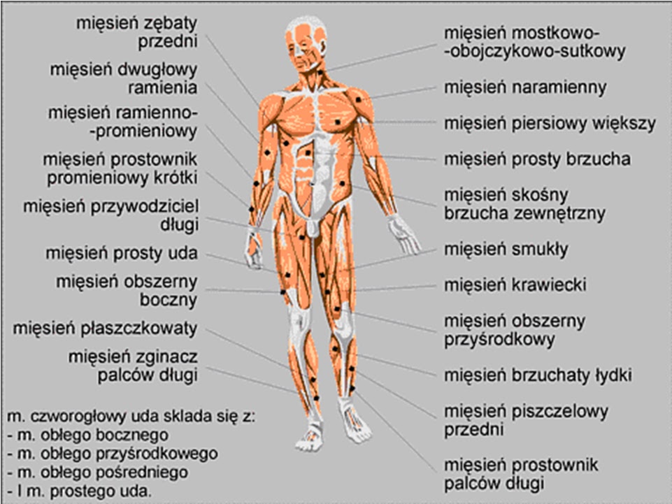 Ocen Prawdziwosc Stwierdzen Dotyczacych Budowy Miesnia Szkieletowego Adenozynotrifosforan?: 2011