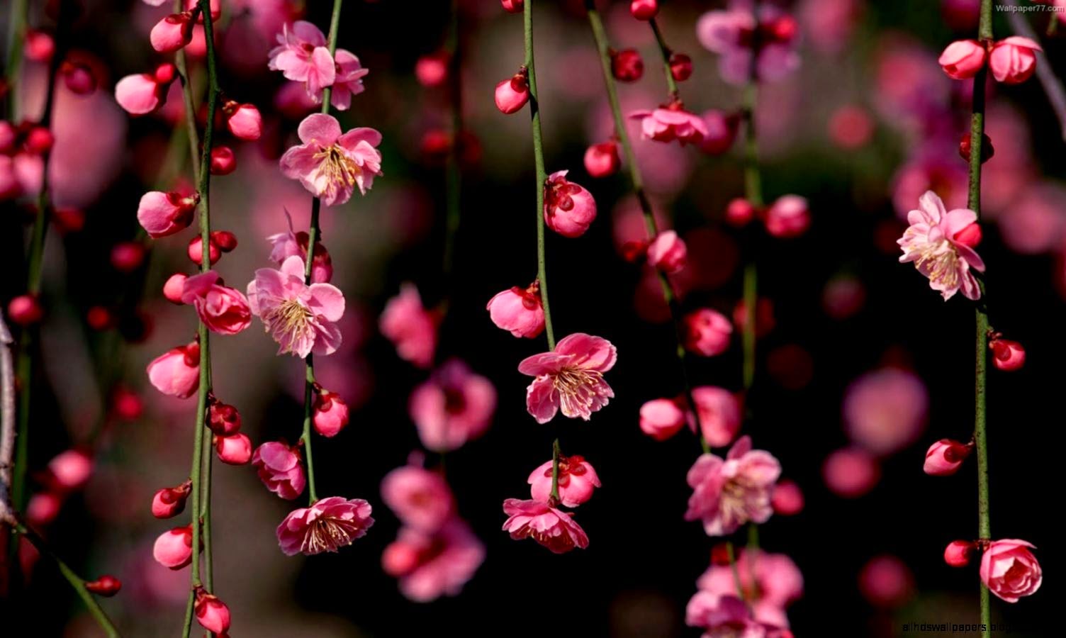 Flowers Pink Wallpaper Photography