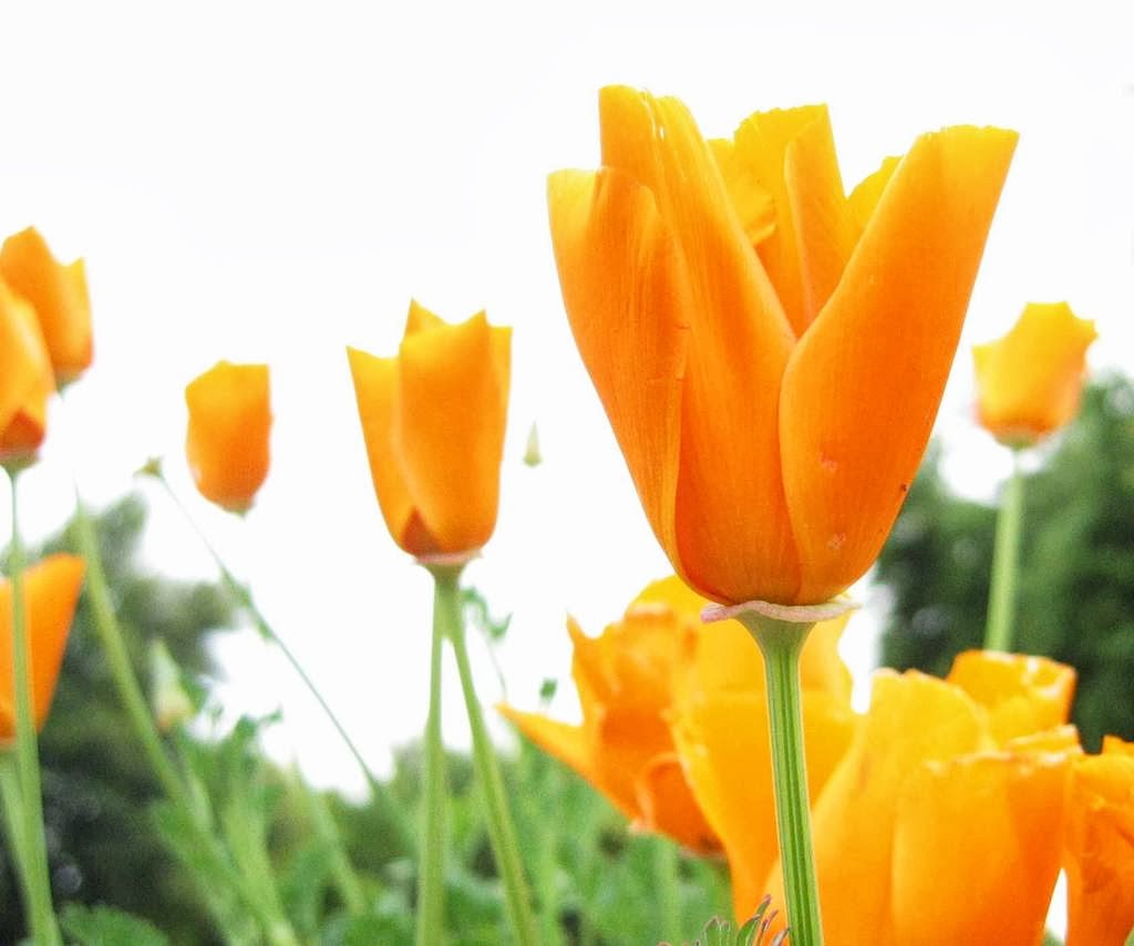 The gallery for Bunga Tulip Ungu The gallery for Bunga Tulip Ungu